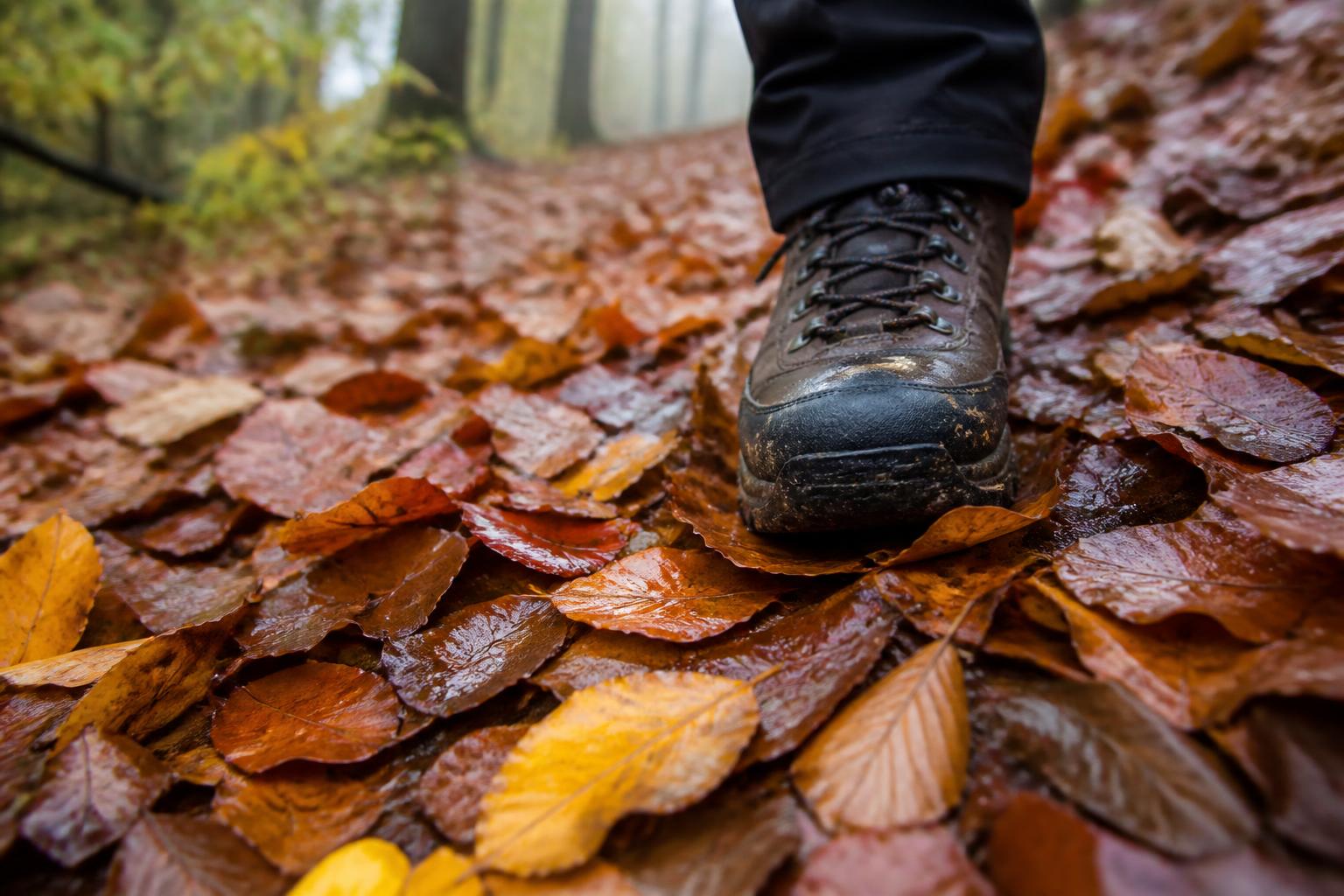 Sentier forestier recouvert de feuilles mortes humides, une chaussure de randonnée pose le pied prudemment