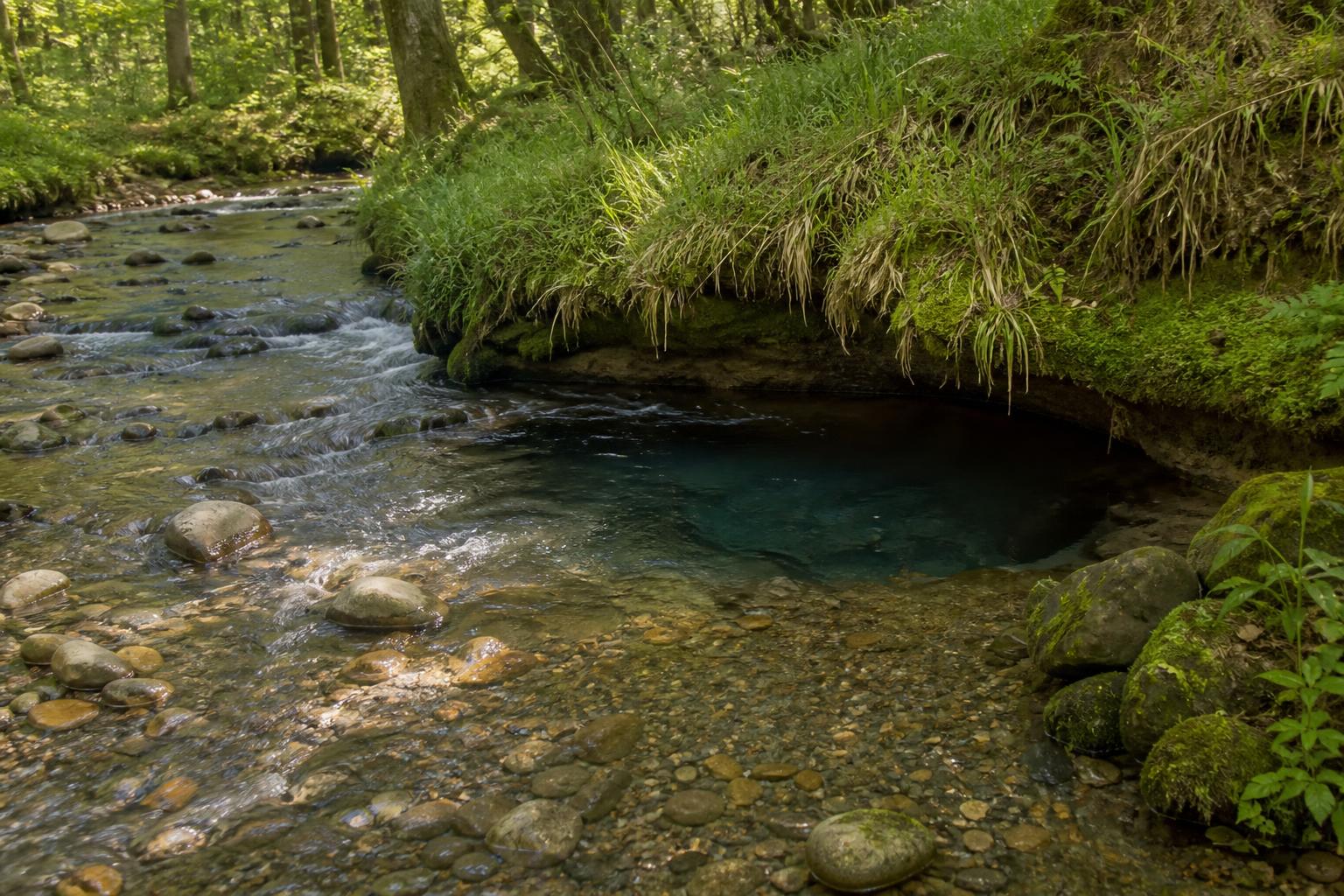 Zones d'une petite rivière à truites : pool, radier et berge sapée vus de dessus