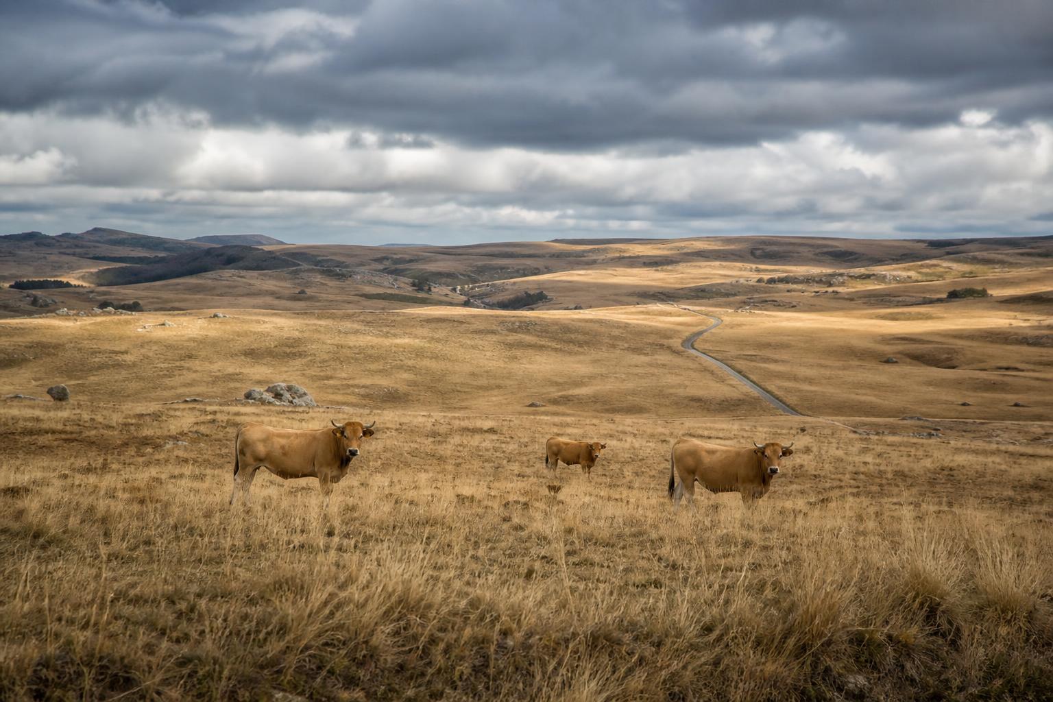 L'Aubrac après la transhumance : quatre jours sur le plateau désert