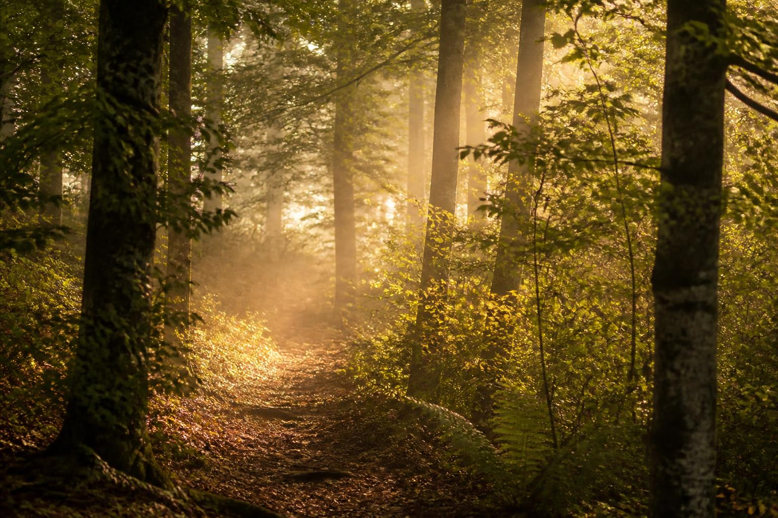Reconnaître les chants d'oiseaux en forêt : 5 espèces à retenir pour débuter